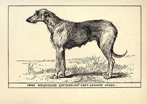 Reproducción/Reproduction 6234265658: All about dogs; a book for doggy people New York,J. Lane,1900