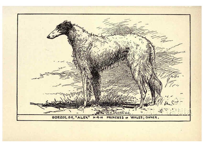 Reproducción/Reproduction 6234265808: All about dogs; a book for doggy people New York,J. Lane,1900