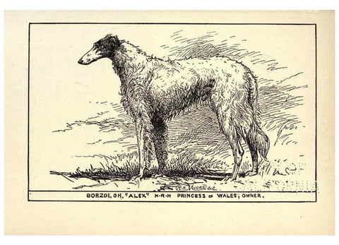 Reproducción/Reproduction 6234265808: All about dogs; a book for doggy people New York,J. Lane,1900