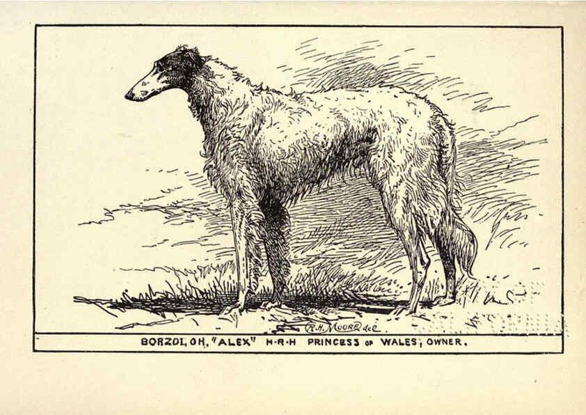 Reproducción/Reproduction 6234265808: All about dogs; a book for doggy people New York,J. Lane,1900