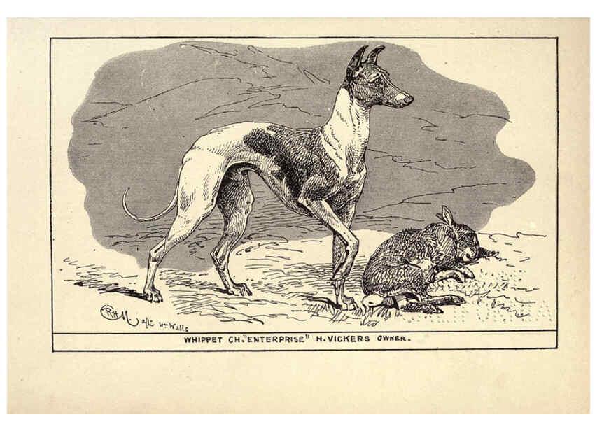 Reproducción/Reproduction 6233741143: All about dogs; a book for doggy people New York,J. Lane,1900