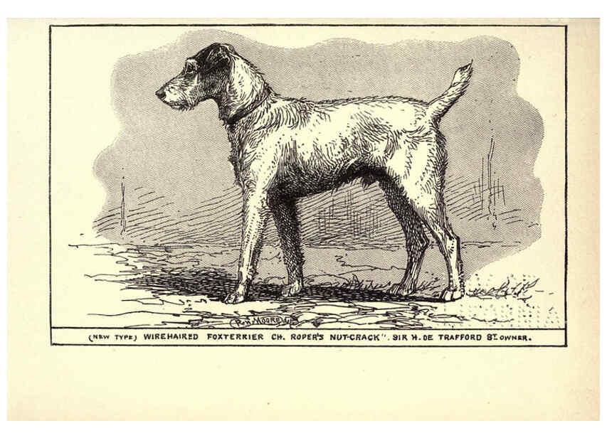 Reproducción/Reproduction 6233741811: All about dogs; a book for doggy people New York,J. Lane,1900