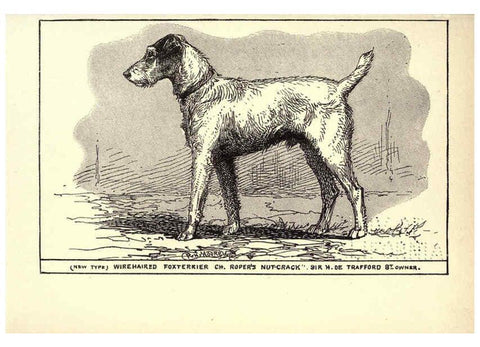 Reproducción/Reproduction 6233741811: All about dogs; a book for doggy people New York,J. Lane,1900