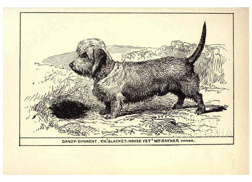 Reproducción/Reproduction 6233741983: All about dogs; a book for doggy people New York,J. Lane,1900