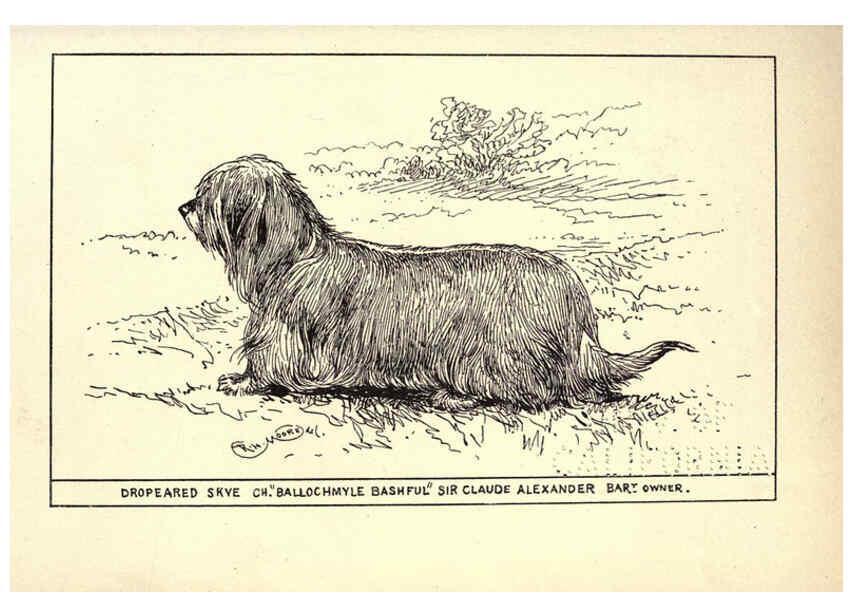 Reproducción/Reproduction 6234266846: All about dogs; a book for doggy people New York,J. Lane,1900