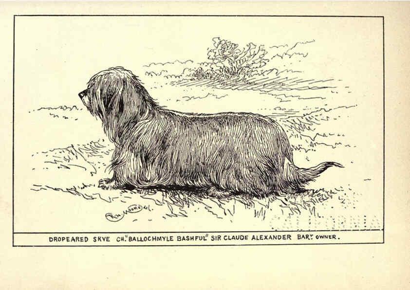 Reproducción/Reproduction 6234266846: All about dogs; a book for doggy people New York,J. Lane,1900
