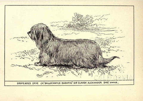 Reproducción/Reproduction 6234266846: All about dogs; a book for doggy people New York,J. Lane,1900