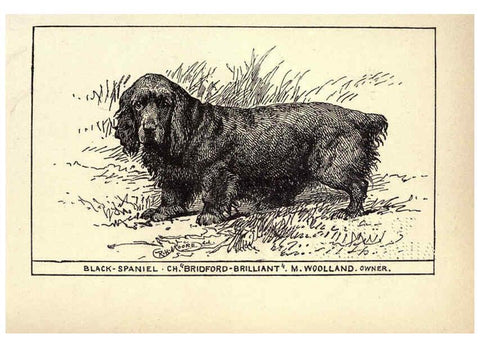 Reproducción/Reproduction 6234264592: All about dogs; a book for doggy people New York,J. Lane,1900