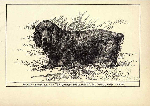 Reproducción/Reproduction 6234264592: All about dogs; a book for doggy people New York,J. Lane,1900