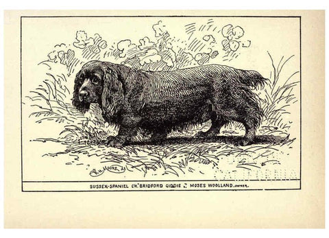 Reproducción/Reproduction 6233739675: All about dogs; a book for doggy people New York,J. Lane,1900