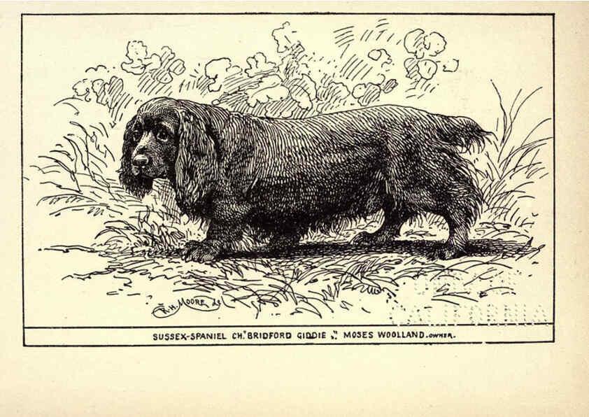 Reproducción/Reproduction 6233739675: All about dogs; a book for doggy people New York,J. Lane,1900