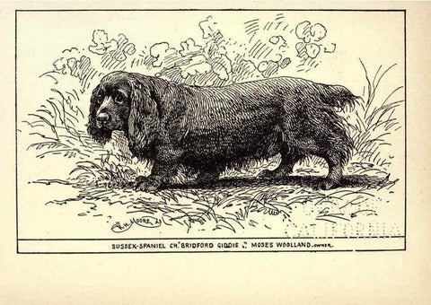 Reproducción/Reproduction 6233739675: All about dogs; a book for doggy people New York,J. Lane,1900