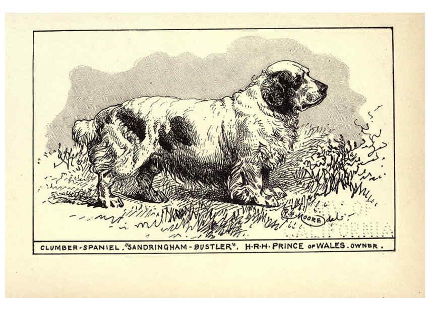 Reproducción/Reproduction 6233739519: All about dogs; a book for doggy people New York,J. Lane,1900