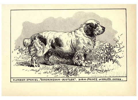 Reproducción/Reproduction 6233739519: All about dogs; a book for doggy people New York,J. Lane,1900