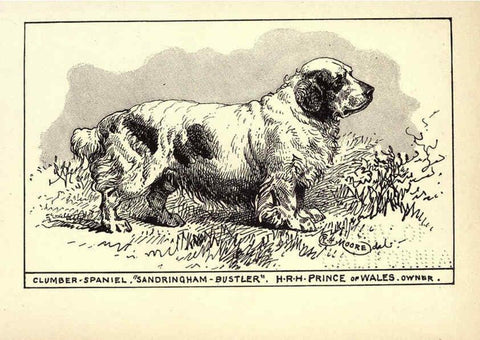 Reproducción/Reproduction 6233739519: All about dogs; a book for doggy people New York,J. Lane,1900