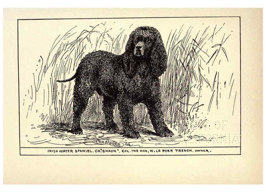 Reproducción/Reproduction 6234264208: All about dogs; a book for doggy people New York,J. Lane,1900