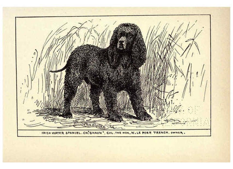 Reproducción/Reproduction 6234264208: All about dogs; a book for doggy people New York,J. Lane,1900