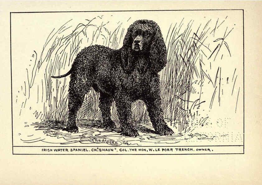Reproducción/Reproduction 6234264208: All about dogs; a book for doggy people New York,J. Lane,1900