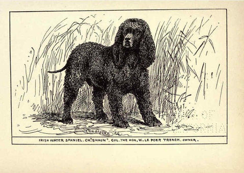 Reproducción/Reproduction 6234264208: All about dogs; a book for doggy people New York,J. Lane,1900