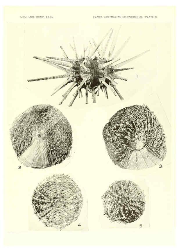 Reproducción/Reproduction 6221112956: Echinoderms from Australia Cambridge, U.S.A. :Printed for the Museum,1938