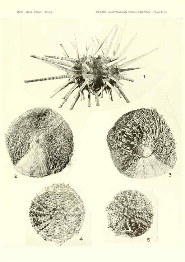 Reproducción/Reproduction 6221112956: Echinoderms from Australia Cambridge, U.S.A. :Printed for the Museum,1938