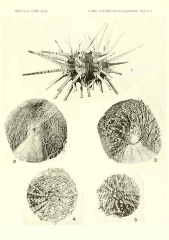 Reproducción/Reproduction 6221112956: Echinoderms from Australia Cambridge, U.S.A. :Printed for the Museum,1938