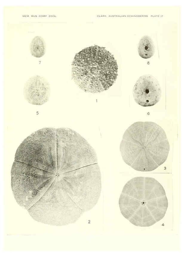 Reproducción/Reproduction 6221113126: Echinoderms from Australia Cambridge, U.S.A. :Printed for the Museum,1938