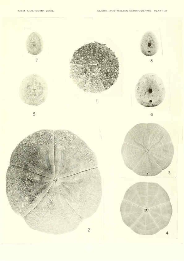 Reproducción/Reproduction 6221113126: Echinoderms from Australia Cambridge, U.S.A. :Printed for the Museum,1938