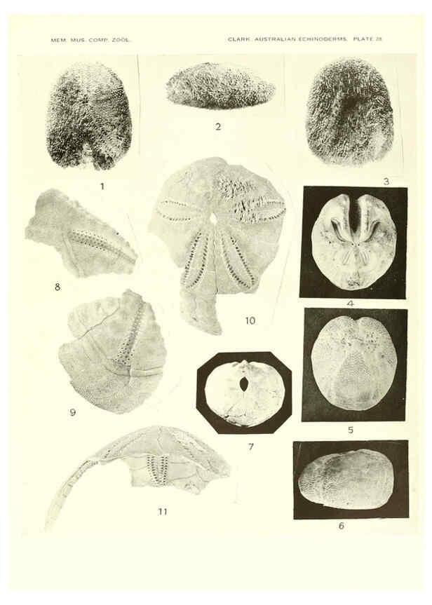 Reproducción/Reproduction 6221113280: Echinoderms from Australia Cambridge, U.S.A. :Printed for the Museum,1938