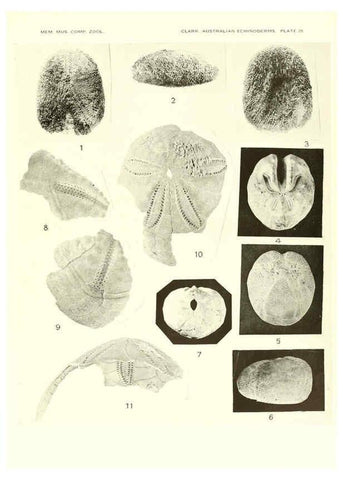 Reproducción/Reproduction 6221113280: Echinoderms from Australia Cambridge, U.S.A. :Printed for the Museum,1938