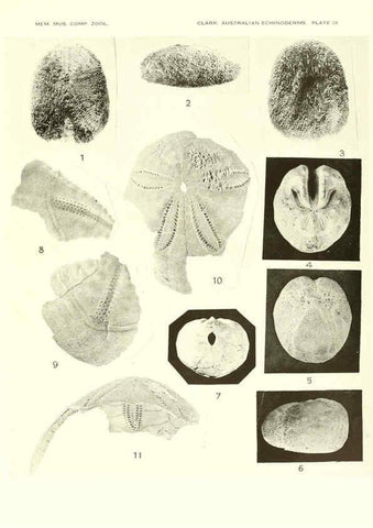 Reproducción/Reproduction 6221113280: Echinoderms from Australia Cambridge, U.S.A. :Printed for the Museum,1938