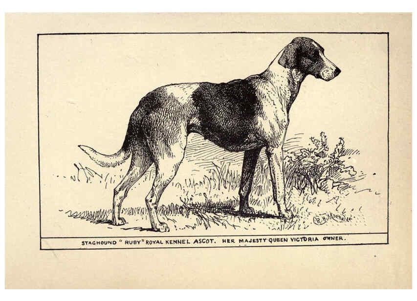 Reproducción/Reproduction 6233737671: All about dogs; a book for doggy people New York,J. Lane,1900