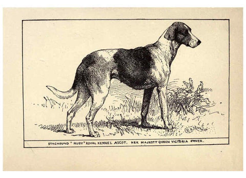 Reproducción/Reproduction 6233737671: All about dogs; a book for doggy people New York,J. Lane,1900