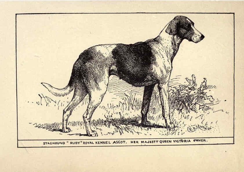 Reproducción/Reproduction 6233737671: All about dogs; a book for doggy people New York,J. Lane,1900