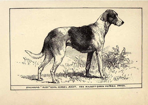 Reproducción/Reproduction 6233737671: All about dogs; a book for doggy people New York,J. Lane,1900