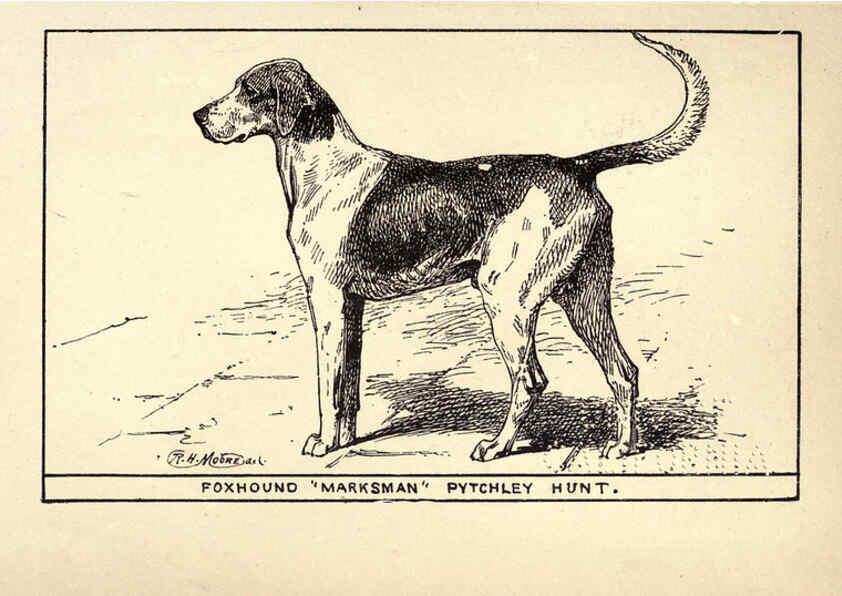 Reproducción/Reproduction 6233737797: All about dogs; a book for doggy people New York,J. Lane,1900