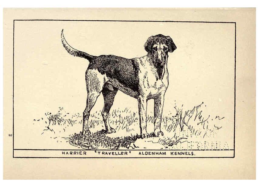 Reproducción/Reproduction 6234262646: All about dogs; a book for doggy people New York,J. Lane,1900