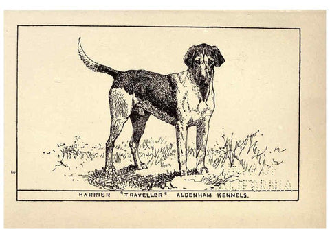 Reproducción/Reproduction 6234262646: All about dogs; a book for doggy people New York,J. Lane,1900