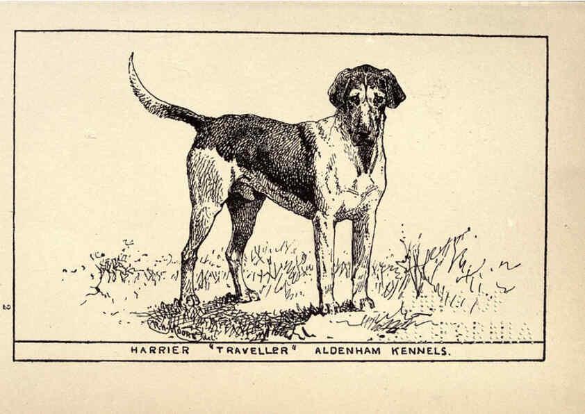 Reproducción/Reproduction 6234262646: All about dogs; a book for doggy people New York,J. Lane,1900