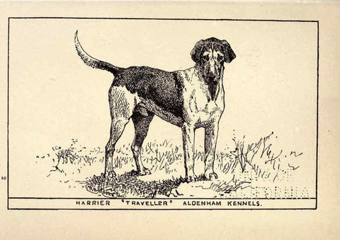 Reproducción/Reproduction 6234262646: All about dogs; a book for doggy people New York,J. Lane,1900