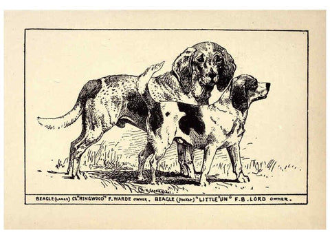 Reproducción/Reproduction 6234262804: All about dogs; a book for doggy people New York,J. Lane,1900