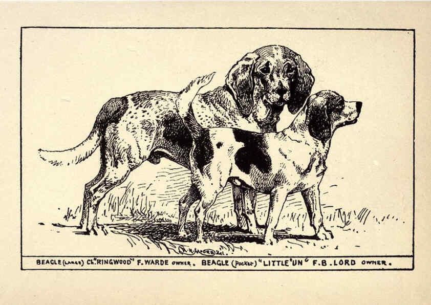 Reproducción/Reproduction 6234262804: All about dogs; a book for doggy people New York,J. Lane,1900