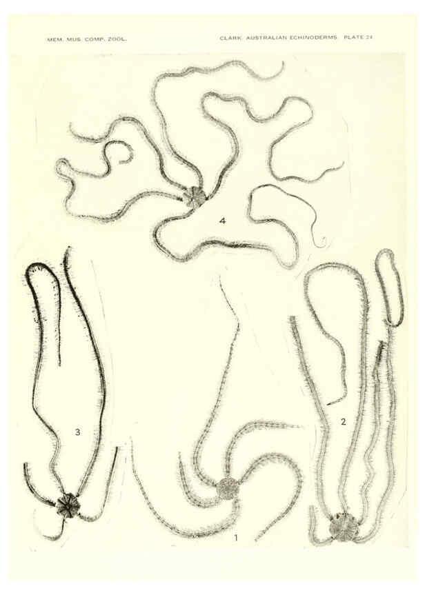 Reproducción/Reproduction 6220592033: Echinoderms from Australia Cambridge, U.S.A. :Printed for the Museum,1938