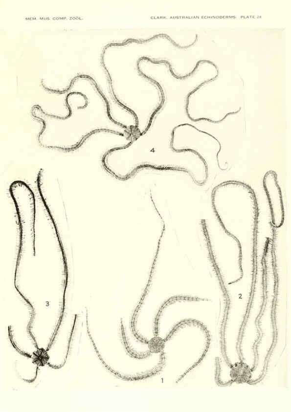 Reproducción/Reproduction 6220592033: Echinoderms from Australia Cambridge, U.S.A. :Printed for the Museum,1938