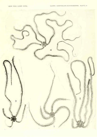 Reproducción/Reproduction 6220592033: Echinoderms from Australia Cambridge, U.S.A. :Printed for the Museum,1938