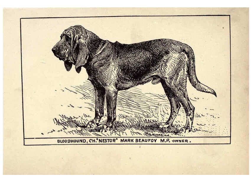 Reproducción/Reproduction 6234262962: All about dogs; a book for doggy people New York,J. Lane,1900