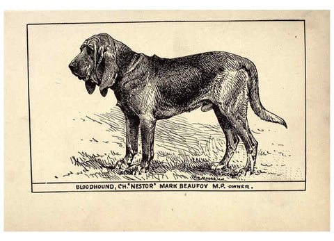 Reproducción/Reproduction 6234262962: All about dogs; a book for doggy people New York,J. Lane,1900
