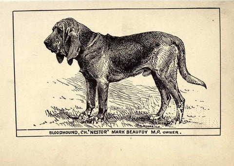 Reproducción/Reproduction 6234262962: All about dogs; a book for doggy people New York,J. Lane,1900