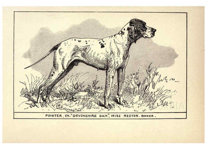 Reproducción/Reproduction 6234263364: All about dogs; a book for doggy people New York,J. Lane,1900