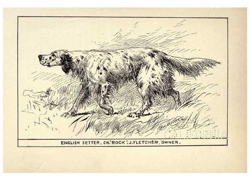 Reproducción/Reproduction 6233738749: All about dogs; a book for doggy people New York,J. Lane,1900